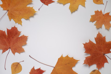 Naklejka na ściany i meble autumn leaves large oak aspen on a light background close up