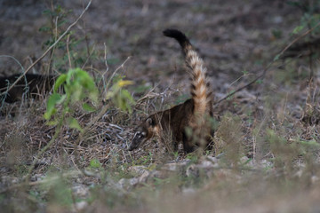 Ring tailed coati, Pantanal,Brazil
