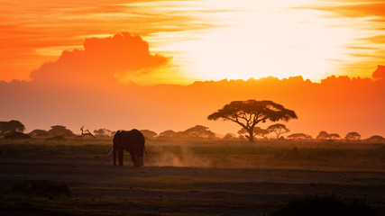 Fototapeta na wymiar Lone elephant walking through Amboseli at sunset