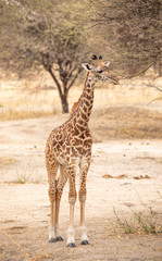 young giraffe ina landscape of northern Tanzania