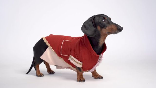 Dachshund dog, black and tan, dressed  vintage gentleman costume, isolated on white background