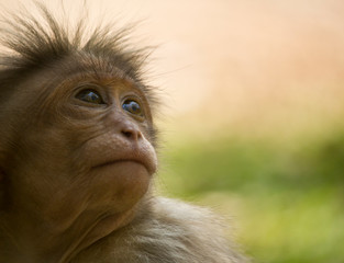 Obraz premium Looking monkey 
