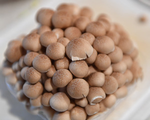 しめじ　シメジ