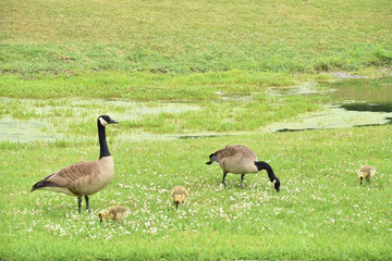 A family that feeds together grows together