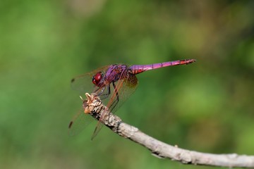 Trithemis annulata,  maschio