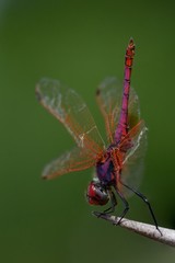 Trithemis annulata,  maschio