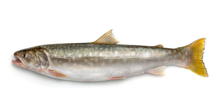 Fresh kundzha whitespotted char