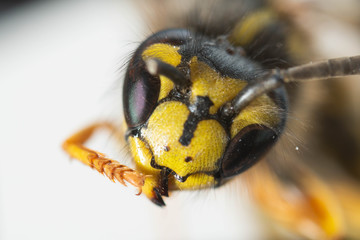 Yellow Jacket Wasp