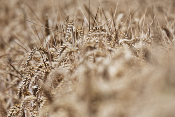 Fototapeta premium Weizen