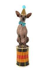 Xoloitzcuintle dog in a hat and bow tie sitting on the drum