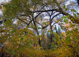 Overgrown large willows in the park on a sunny autumn evening