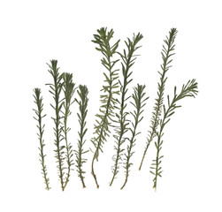 Herbarium. Dried herbs. Composition of the grass on a white background. 