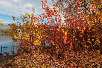 Bushes with bright red leaves on the banks of a pond in a park on a sunny autumn evening