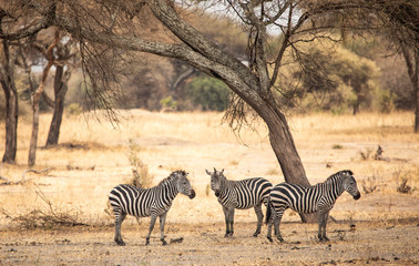 Obraz premium zebras in a landscape of northern Tanzania