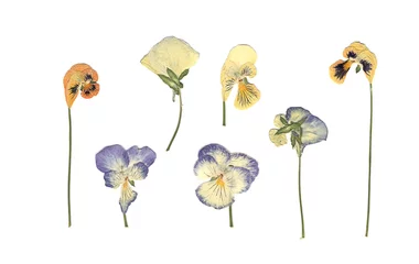 Foto op Canvas Geperste en gedroogde weidebloemen. Gescande afbeelding. Vintage herbarium. Samenstelling van de witte, oranje en blauwe bloemen op een witte achtergrond. © Ninel_S