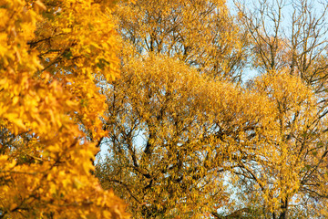 Yellow trees in autumn time.