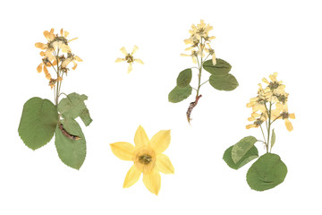 Flower herbarium. Composition of pressed and dried plants with white and yellow flowers on a white...