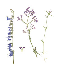 Herbarium. Composition of pressed and dried grass with blue flowers on a white background.