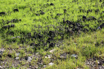 Bright uncultivated green rural field with seedlings, crops and animal bio manure