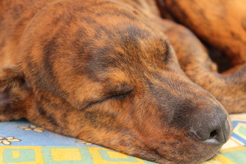 Schlafender Hundewelpe