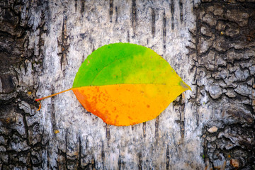 autumn forest, a yellow-green leaf lies on the gray bark of a tree