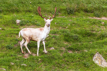 Magnificent spotted deer