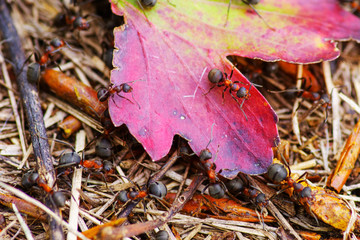 ants and bright leaf in anthill house for ants, close-up