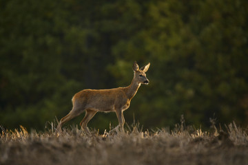Deer in constant motion, searching the field for food