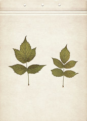 Leaves of raspberry. Herbarium. Pressed and dried herbs. Composition of the leaves on a sheet of old paper.