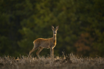 Deer with attention paid to the source of noise