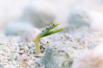 sprout in the sand