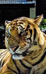 BIG TIGER WATCHING AT THE PEOPLE