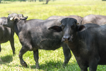 Close-up of a buffalo in a milk production farm. Colombia.