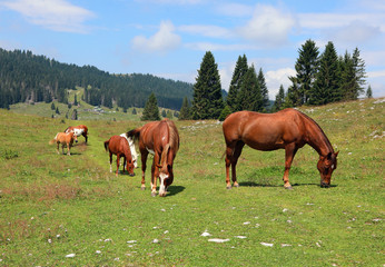 Obraz premium family of free wild horses in mountain