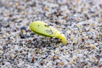 sprout in the sand