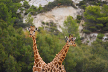 Double girafes