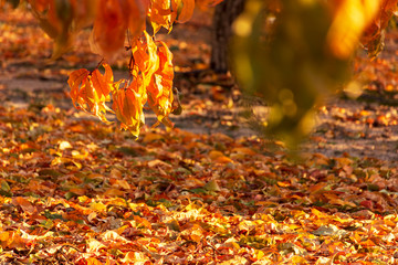 Autumn leaves, very shallow focus. Colorful autumn leaves on a tree branch. Art autumn sunny nature background.