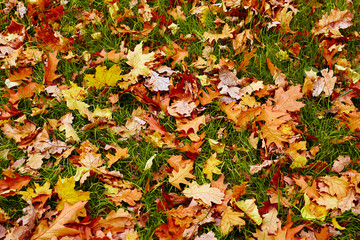 Autumn background. Colorful orange maple leaves.