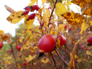 Dog rose red fruits (Rosa canina, Briar). Wild ripe rosehips on bush in nature. Dog-rose berries on branch with green leaves, bright autumn background. 