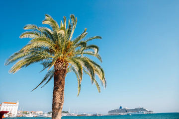 Palm tree and sea at Riva street in Split, Croatia