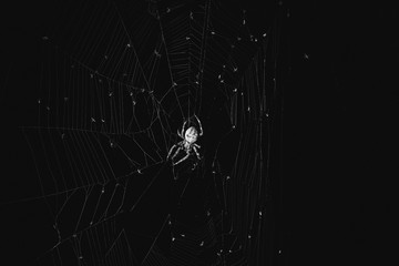 The spider sits in the web at night. Dark background big brown spider on the web. Araneus is a...