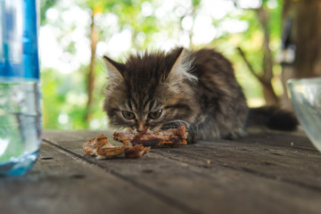 little gray shaggy kitten eats meat outdoor. very cute. wild cat, street animal