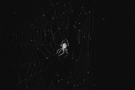 The spider sits in the web at night. Dark background big brown spider on the web. Araneus is a genus of common orb-weaving spiders. European garden spider.