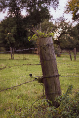 old fence with barbed wire