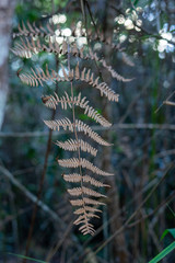 fern in forest