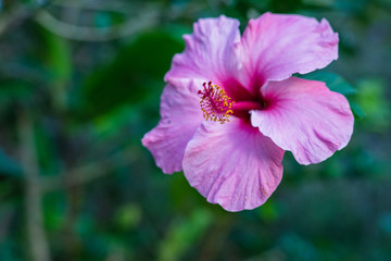 pink flower