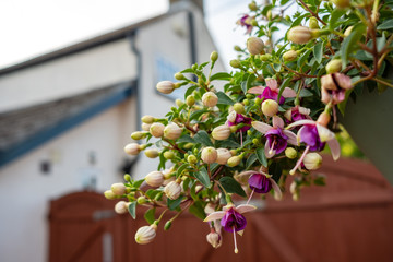 Shallow focus, isolated image of blooming summer flowers seen in a hanging plant pot attached to a fence. The background shows a large gated entrance to an english detached home in summer.