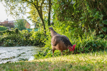 Isolated view of an adult bantam Hen seen looking for food in a large, private garden during summer. Part of a large pond is near the hen.