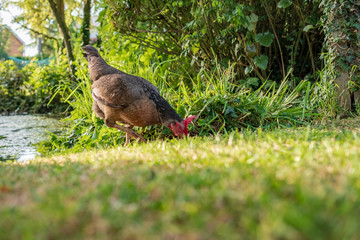 Isolated view of an adult bantam Hen seen looking for food in a large, private garden during summer. Part of a large pond is near the hen.