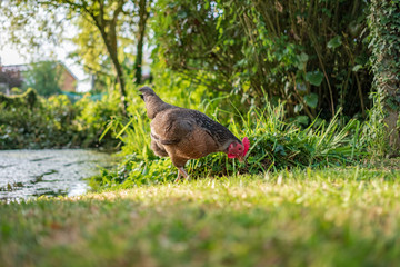 Isolated view of an adult bantam Hen seen looking for food in a large, private garden during summer. Part of a large pond is near the hen.